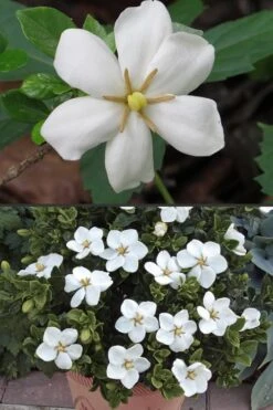Hardy Fragrant Daisy Gardenia Bush - 3 Gallon Pot -Botanhush Sales Gardenia Hardy Daisy 500x750 3
