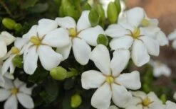 Heaven Scent Gardenia - 2 Gallon Pot 8 Heaven Scent Gardenia - 2 Gallon Pot -Botanhush Sales Gardenia Heaven Scent 16 2