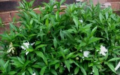 Radicans Creeping Dwarf Gardenia - 1 Gallon Pot 15 Radicans Creeping Dwarf Gardenia - 1 Gallon Pot -Botanhush Sales Gardenia Radicans 53 1