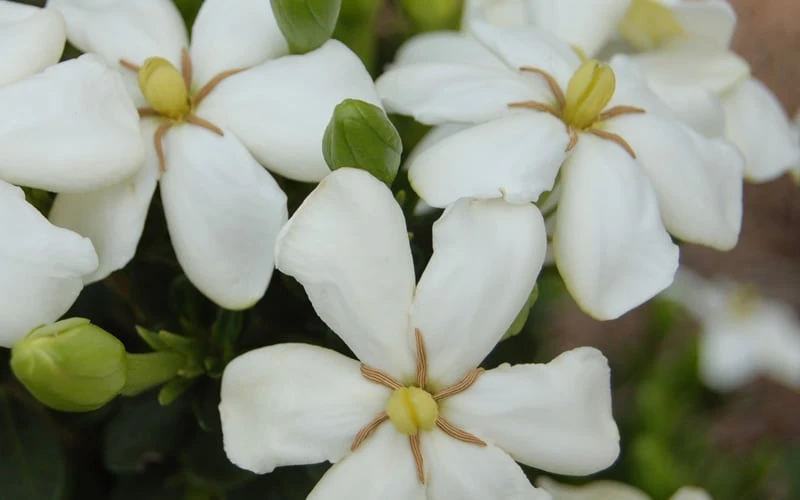 ScentAmazing Gardenia - 2 Gallon Pot 4 ScentAmazing Gardenia - 2 Gallon Pot - Image 4