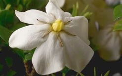 ScentAmazing Gardenia - 2 Gallon Pot 11 ScentAmazing Gardenia - 2 Gallon Pot -Botanhush Sales Gardenia Scentamazing Closeup 1