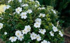 ScentAmazing Gardenia - 1 Gallon Pot 10 ScentAmazing Gardenia - 1 Gallon Pot -Botanhush Sales Gardenia Scentamazing Shrub