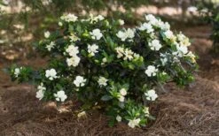 Sweet Tea Gardenia - 3 Gallon Pot 8 Sweet Tea Gardenia - 3 Gallon Pot -Botanhush Sales Gardenia Sweet Tea 5