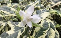 Variegated Gardenia - 1 Gallon Pot 8 Variegated Gardenia - 1 Gallon Pot -Botanhush Sales Gardenia Variegated 1