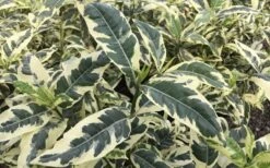 Variegated August Beauty Gardenia - 3 Gallon Pot 9 Variegated August Beauty Gardenia - 3 Gallon Pot -Botanhush Sales Gardenia Variegated 2 1