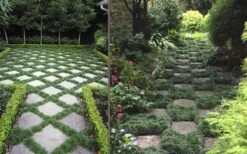 Kyoto Super Dwarf Mondo Grass - 3 Pack Of Pint Pots -Botanhush Sales Grass Mondo Super Dwarf Combo