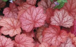 Georgia Peach Heuchera (Coral Bells) - 1 Gallon Pot 11 Georgia Peach Heuchera (Coral Bells) - 1 Gallon Pot -Botanhush Sales Heuchara Georgia Peach 2 1