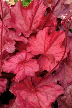 Fire Chief Heuchera (Coral Bells) - 10 Pack Of Quart Pots -Botanhush Sales Heuchera Fire Chief 2