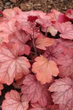 Georgia Peach Heuchera (Coral Bells) -3 Pack Of Quart Pots -Botanhush Sales Heuchera Georgia Peach 11