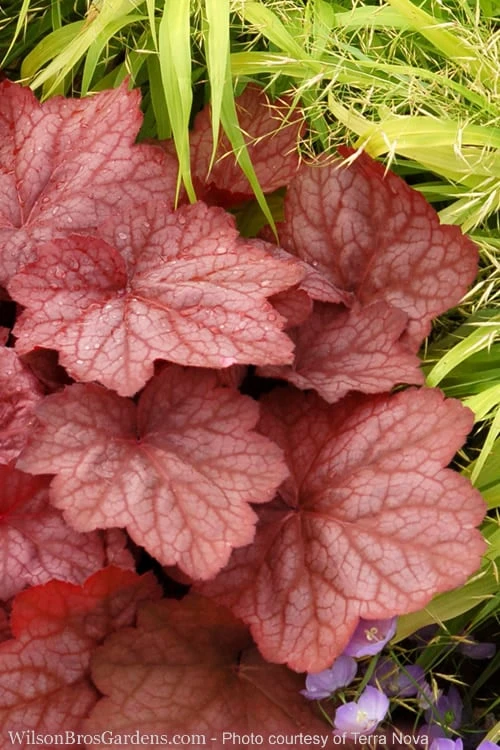 Georgia Peach Heuchera (Coral Bells) - 1 Gallon Pot 1 Georgia Peach Heuchera (Coral Bells) - 1 Gallon Pot