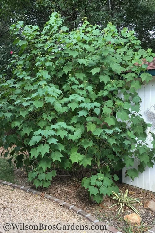 Confederate Rose Hibiscus - Rose Mallow - 1 Gallon Pot 4 Confederate Rose Hibiscus - Rose Mallow - 1 Gallon Pot - Image 4