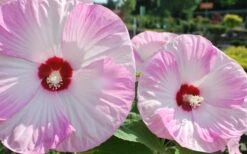 Luna Pink Swirl Hardy Hibiscus - 3 Gallon Pot 9 Luna Pink Swirl Hardy Hibiscus - 3 Gallon Pot -Botanhush Sales Hibiscus Luna Pink Swirl 3