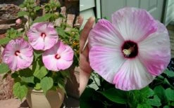 Luna Pink Swirl Hardy Hibiscus - 3 Gallon Pot 10 Luna Pink Swirl Hardy Hibiscus - 3 Gallon Pot -Botanhush Sales Hibiscus Luna Pink Swirl 4