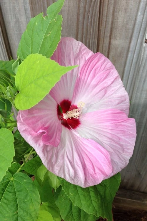 Luna Pink Swirl Hardy Hibiscus - 3 Gallon Pot 6 Luna Pink Swirl Hardy Hibiscus - 3 Gallon Pot - Image 6
