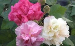 Confederate Rose Hibiscus - Rose Mallow - 1 Gallon Pot 11 Confederate Rose Hibiscus - Rose Mallow - 1 Gallon Pot -Botanhush Sales Hibiscus Mutabilis Confederate Rose