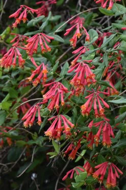 Alabama Crimson Red Trumpet Honeysuckle - 1 Gallon Pot