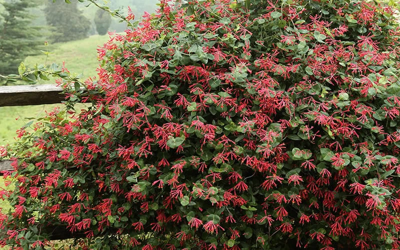 Alabama Crimson Red Trumpet Honeysuckle - 1 Gallon Pot 5 Alabama Crimson Red Trumpet Honeysuckle - 1 Gallon Pot - Image 5