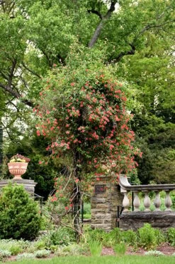 Alabama Crimson Red Trumpet Honeysuckle - 5 Gallon Pot -Botanhush Sales Honeysuckle Alabama Crimson 3 1