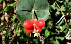 Alabama Crimson Red Trumpet Honeysuckle - 1 Gallon Pot 15 Alabama Crimson Red Trumpet Honeysuckle - 1 Gallon Pot -Botanhush Sales Honeysuckle Coral 6