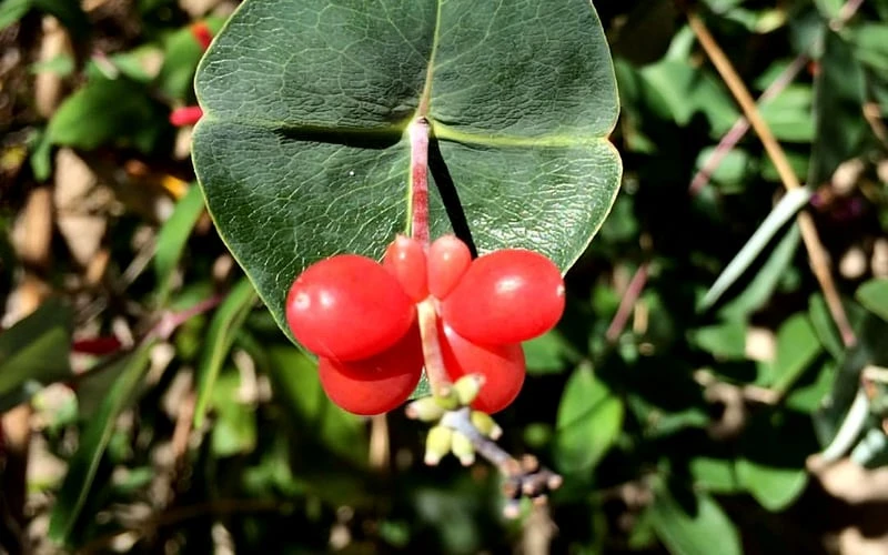 Alabama Crimson Red Trumpet Honeysuckle - 1 Gallon Pot 8 Alabama Crimson Red Trumpet Honeysuckle - 1 Gallon Pot - Image 8