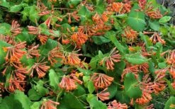 Dropmore Scarlet Honeysuckle Vine - Lonicera X Brownii - 3 Gallon Pot -Botanhush Sales Honeysuckle Dropmore Scarlet 1