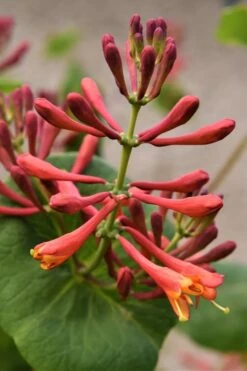 Dropmore Scarlet Honeysuckle Vine - Lonicera X Brownii - 3 Gallon Pot -Botanhush Sales Honeysuckle Dropmore Scarlet 3