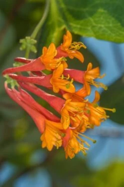 Dropmore Scarlet Honeysuckle Vine - Lonicera X Brownii - 3 Gallon Pot -Botanhush Sales Honeysuckle Dropmore Scarlet 5