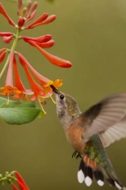 Dropmore Scarlet Honeysuckle Vine - Lonicera X Brownii - 3 Gallon Pot