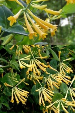 John Clayton Yellow Honeysuckle Vine - 1 Gallon Pot -Botanhush Sales Honeysuckle John Clayton 2 1