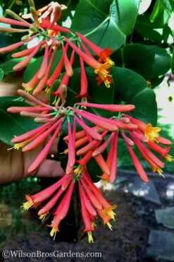 Major Wheeler Red Trumpet Honeysuckle - 3 Gallon Pot -Botanhush Sales Honeysuckle Major Wheeler 23 1