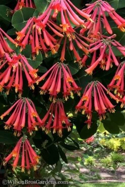 Major Wheeler Red Trumpet Honeysuckle - 1 Gallon Pot (On Trellis) -Botanhush Sales Honeysuckle Major Wheeler 31