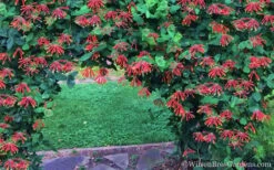 Major Wheeler Red Trumpet Honeysuckle - 1 Gallon Pot -Botanhush Sales Honeysuckle Major Wheeler 35 2