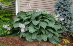 Empress Wu Giant Hosta Lily - 6 Pack Of 1 Gallon Pots 12 Empress Wu Giant Hosta Lily - 6 Pack Of 1 Gallon Pots -Botanhush Sales Hosta Empress Wu 20 1