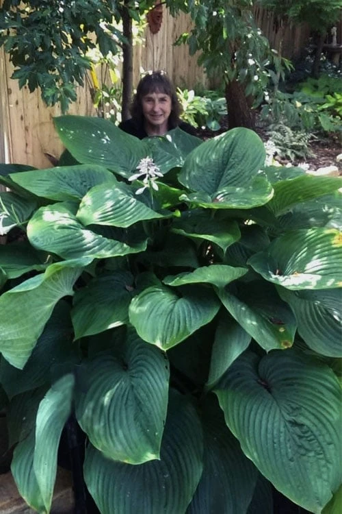 Empress Wu Giant Hosta Lily - 6 Pack Of 1 Gallon Pots 1 Empress Wu Giant Hosta Lily - 6 Pack Of 1 Gallon Pots