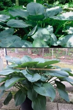 Empress Wu Giant Hosta Lily - 1 Gallon Pot -Botanhush Sales Hosta Empress Wu 500x750 1