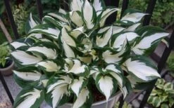 Fire & Ice Hosta Lily - 1 Gallon Pot 8 Fire & Ice Hosta Lily - 1 Gallon Pot -Botanhush Sales Hosta Fire And Ice