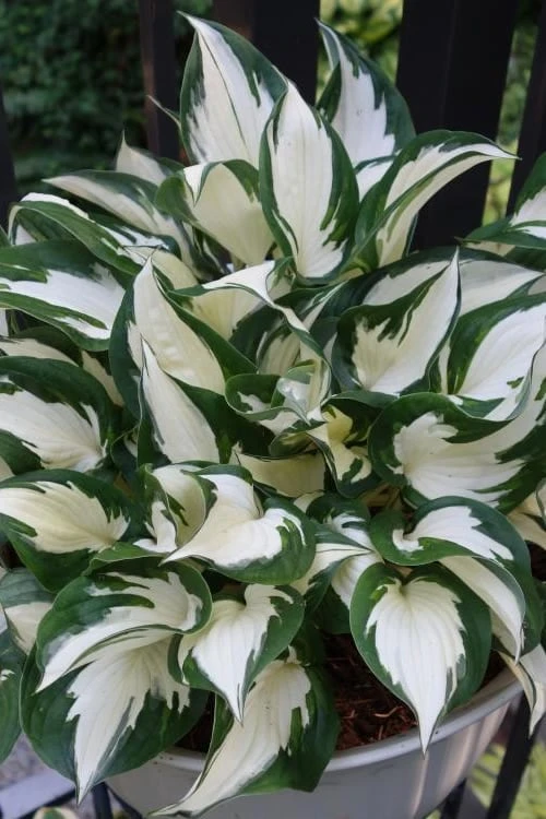 Fire & Ice Hosta Lily - 1 Gallon Pot 1 Fire & Ice Hosta Lily - 1 Gallon Pot