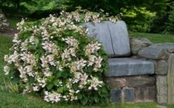 Roseum Pink Climbing Hydrangea - Schizophragma Hydrangeoides - 3 Gallon Pot -Botanhush Sales Hydrangea Climbing Pink 14
