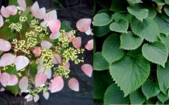 Roseum Pink Climbing Hydrangea - Schizophragma Hydrangeoides - 3 Gallon Pot -Botanhush Sales Hydrangea Pink Climbing 1
