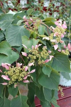 Roseum Pink Climbing Hydrangea - Schizophragma Hydrangeoides - 3 Gallon Pot -Botanhush Sales Hydrangea Pink Climbing 1 500x750 1