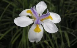 White African Iris - Fortnight Lily - Dietes Iridioides - 1 Gallon Pot 8 White African Iris - Fortnight Lily - Dietes Iridioides - 1 Gallon Pot -Botanhush Sales Iris African White Flower