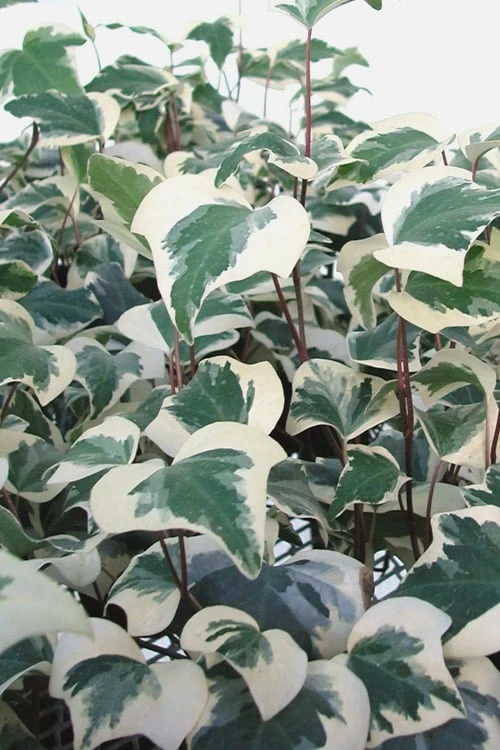 Variegated Algerian Ivy (Hedera Algeriensis 'Gloire De Marengo') - 18 Pack Of Pint Pots 4 Variegated Algerian Ivy (Hedera Algeriensis 'Gloire De Marengo') - 18 Pack Of Pint Pots - Image 4