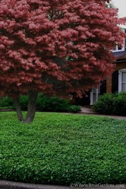 Asian Jasmine - Asiatic Jasmine - 1 Gallon Pot -Botanhush Sales Jasmine Asian 21 1