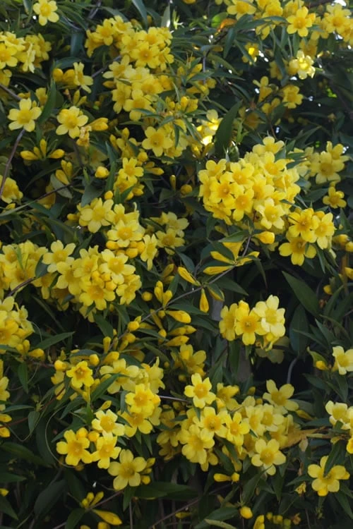 Duet Yellow Jasmine (Jessamine) - 2 Gallon Pot 6 Duet Yellow Jasmine (Jessamine) - 2 Gallon Pot - Image 6