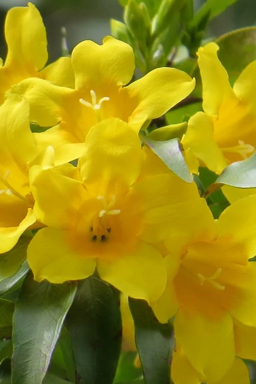 Duet Yellow Jasmine (Jessamine) - 2 Gallon Pot 1 Duet Yellow Jasmine (Jessamine) - 2 Gallon Pot