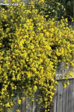 Duet Yellow Jasmine (Jessamine) - 2 Gallon Pot 10 Duet Yellow Jasmine (Jessamine) - 2 Gallon Pot -Botanhush Sales Jasmine Duet 8