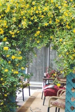 Duet Yellow Jasmine (Jessamine) - 2 Gallon Pot 11 Duet Yellow Jasmine (Jessamine) - 2 Gallon Pot -Botanhush Sales Jasmine Duet 9