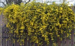 Duet Yellow Jasmine (Jessamine) - 2 Gallon Pot 13 Duet Yellow Jasmine (Jessamine) - 2 Gallon Pot -Botanhush Sales Jasmine Duet On Fence