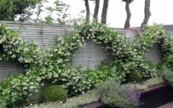 Madison Confederate Jasmine - 1 Gallon Pot -Botanhush Sales Jasmine Madison 12