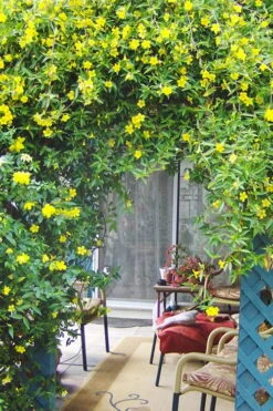 Pride Of Augusta Double Flowering Carolina Jasmine - 3 Gallon Pot -Botanhush Sales Jasmine Pride Of Augusta 2